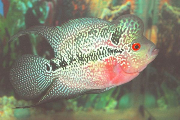 Picture 2 of Interesting things about seabass
