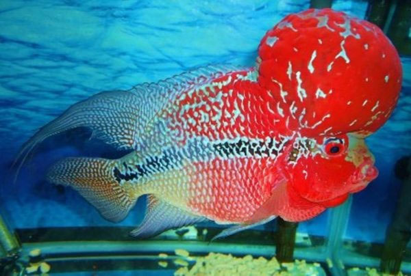Picture 3 of Interesting things about seabass