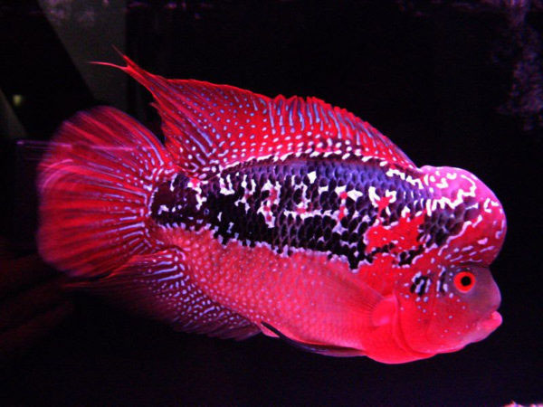 Picture 4 of Interesting things about seabass