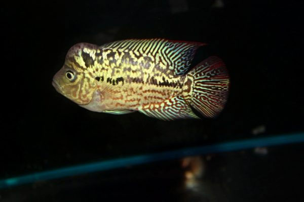 Picture 5 of Interesting things about seabass