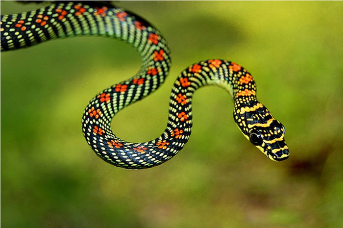 Picture 1 of Interesting things about snakes