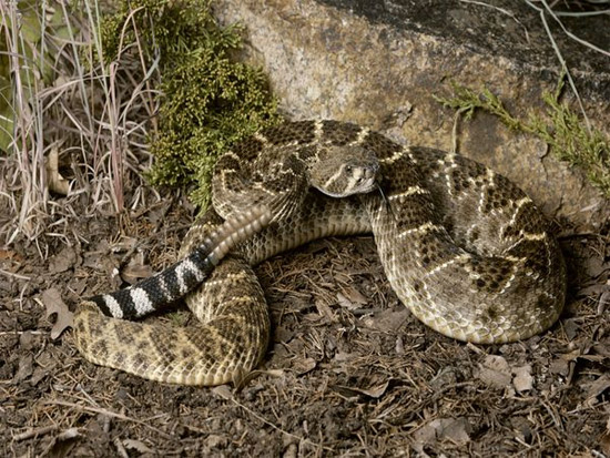 Picture 2 of Interesting things about snakes