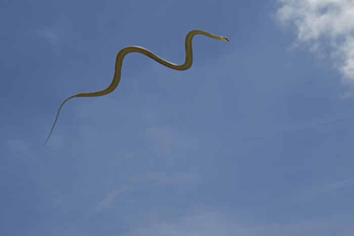 Picture 3 of Interesting things about snakes