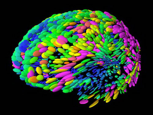 Picture 3 of Interesting things about the brain