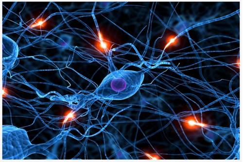Picture 4 of Interesting things about the brain