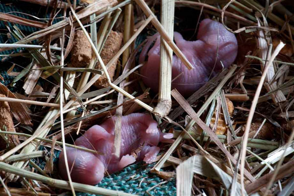 Picture 2 of Interesting things few people know about rats