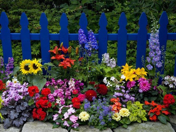 Picture 2 of Interesting things in the plant world