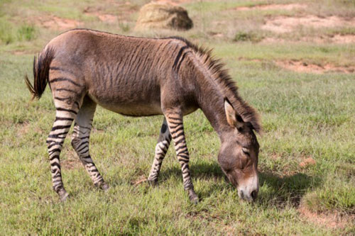 Picture 3 of Interesting things of horses