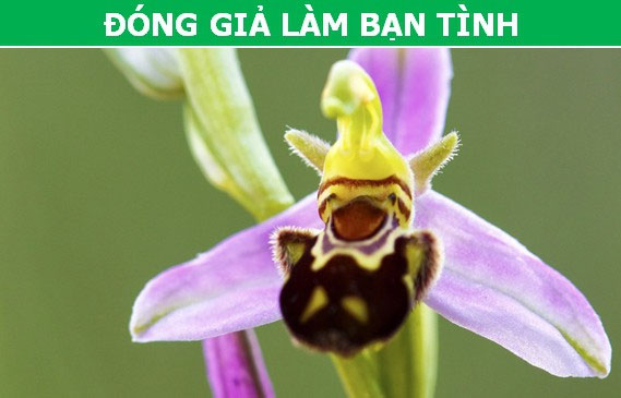 Picture 1 of Interesting 'tricks' are used by plants during reproduction