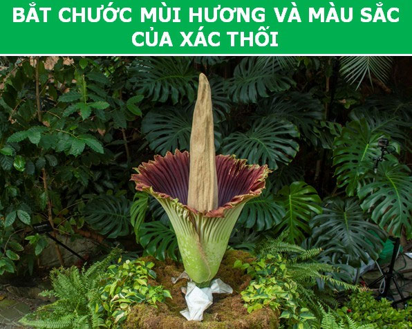 Picture 2 of Interesting 'tricks' are used by plants during reproduction