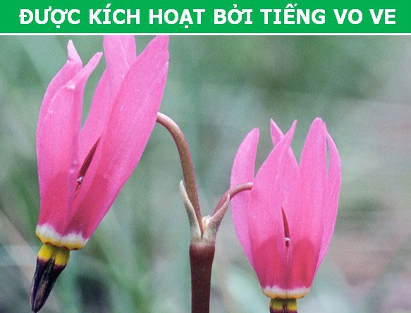 Picture 3 of Interesting 'tricks' are used by plants during reproduction
