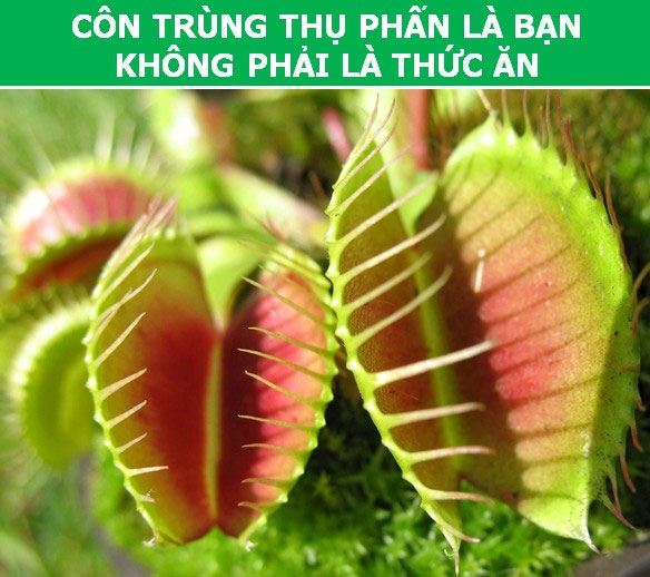 Picture 4 of Interesting 'tricks' are used by plants during reproduction