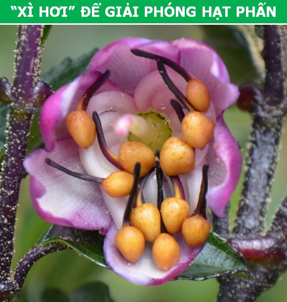 Picture 5 of Interesting 'tricks' are used by plants during reproduction