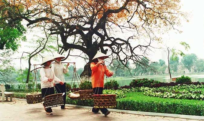 Picture 5 of International scientists discovered the mystery of Vietnamese bamboo attack