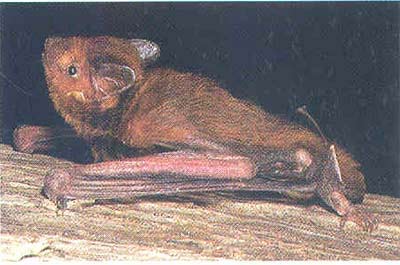 Picture 10 of Into the forest, catch bats