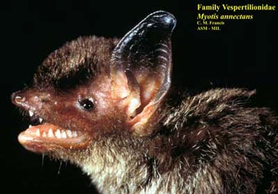 Picture 11 of Into the forest, catch bats