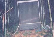 Picture 2 of Into the forest, catch bats