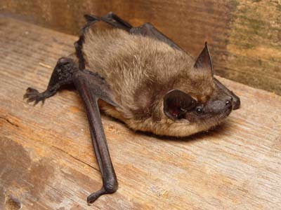Picture 3 of Into the forest, catch bats