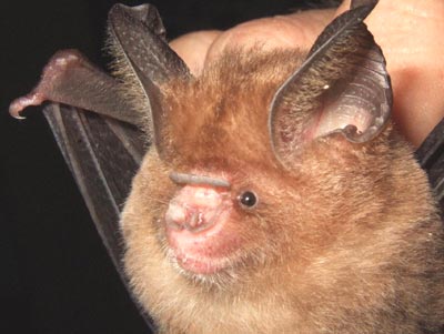 Picture 4 of Into the forest, catch bats