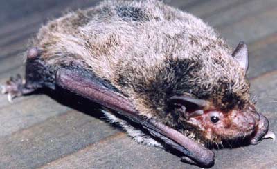 Picture 6 of Into the forest, catch bats