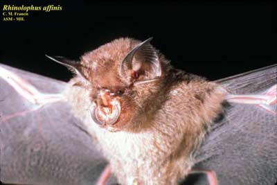 Picture 7 of Into the forest, catch bats