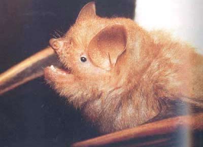 Picture 8 of Into the forest, catch bats