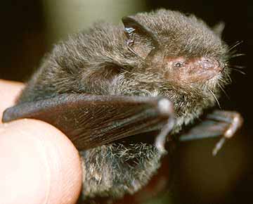 Picture 9 of Into the forest, catch bats