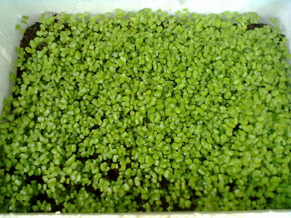 Picture 6 of Introduce and guide how to grow sprouts