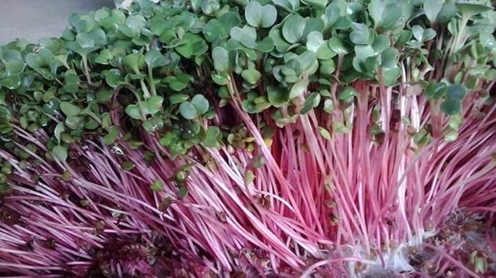 Picture 8 of Introduce and guide how to grow sprouts