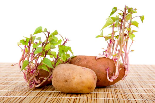 Picture 9 of Introduce and guide how to grow sprouts