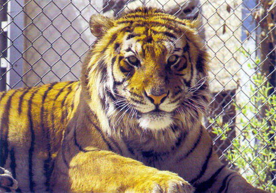 Picture 2 of Investigation of tiger trade in Vietnam
