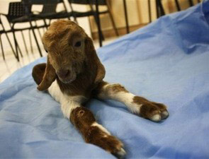 Picture 1 of Iran successfully cloned a female goat