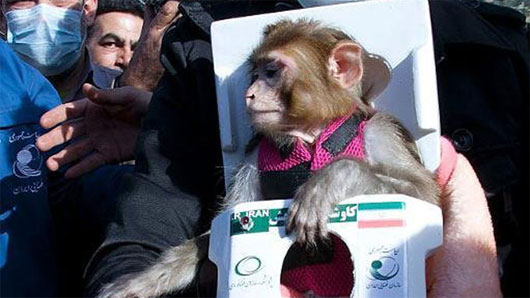Picture 1 of Iran successfully put the second monkey into space