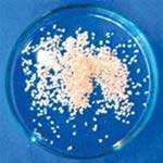 Picture 1 of Irradiation techniques in the production of biological protein preparations