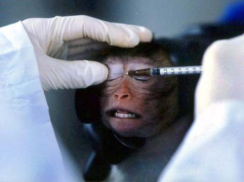 Picture 1 of Is animal testing unethical?