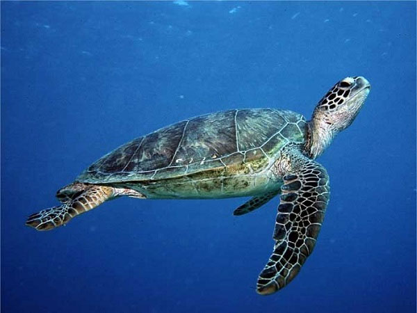 Picture 2 of Is climate change really good for sea turtles?