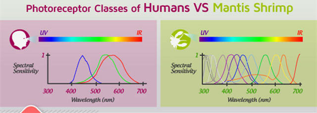Picture 14 of Is color blindness an esper power associated with trade-offs?