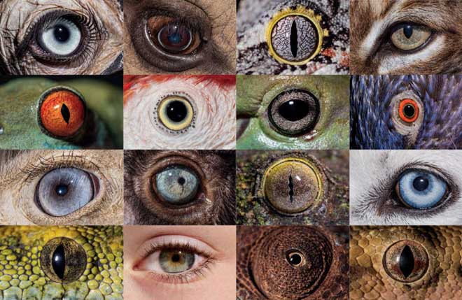 Picture 5 of Is color blindness an esper power associated with trade-offs?
