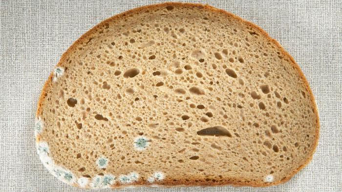 Picture 2 of Is it dangerous to eat moldy bread?