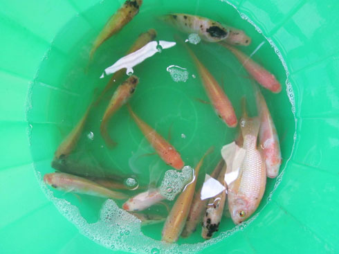 Picture 1 of Is medicine harmful to fish or pigs?