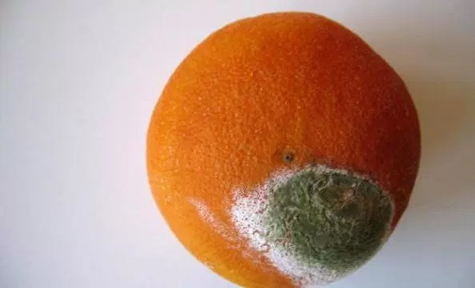Picture 4 of Is mold food safe?