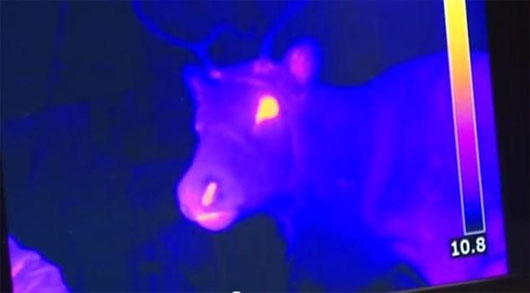 Picture 1 of Is Santa's reindeer red nose real?