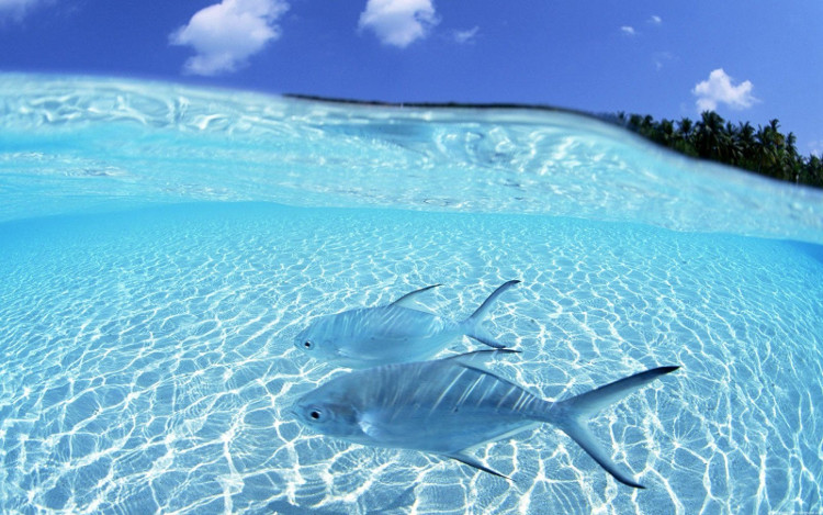 Picture 2 of Is sea water more salty?