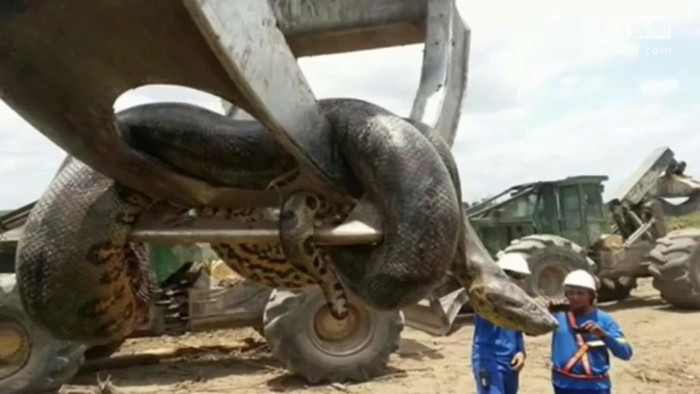 Picture 1 of Is the Anaconda really eating people like on film?