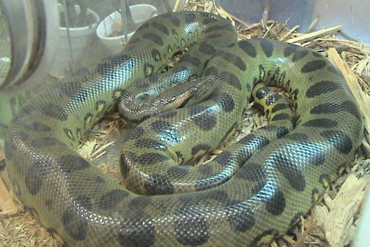 Picture 2 of Is the Anaconda really eating people like on film?