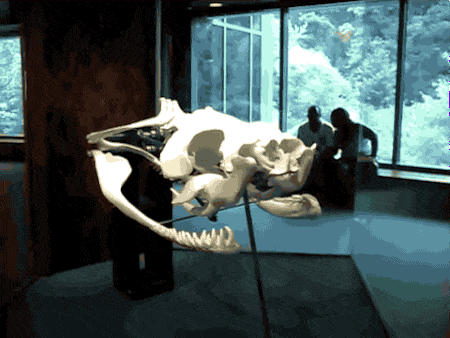 Picture 3 of Is the Anaconda really eating people like on film?