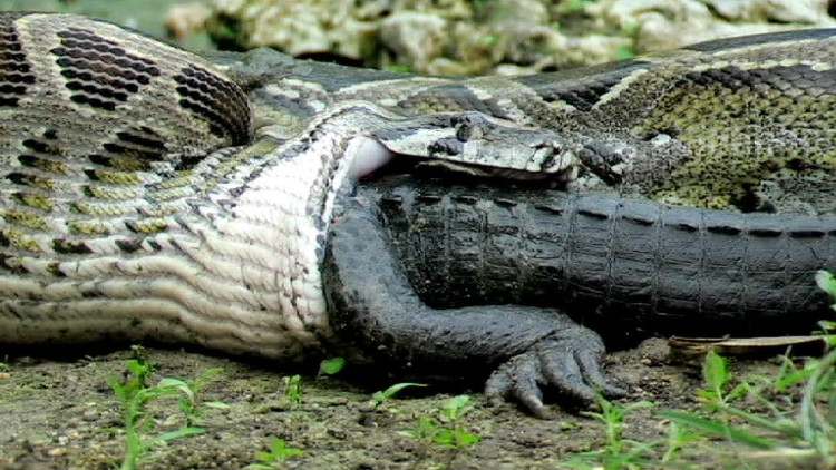 Picture 4 of Is the Anaconda really eating people like on film?