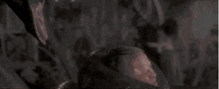 Picture 5 of Is the Anaconda really eating people like on film?