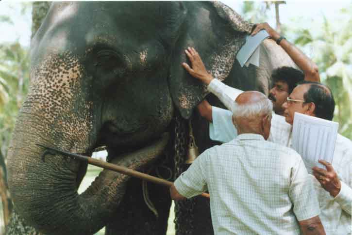 Picture 2 of Is the big animal head good?