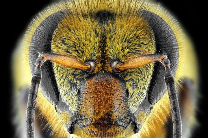 Picture 2 of Is the evidence that bees understand the number 0 is less than 1?